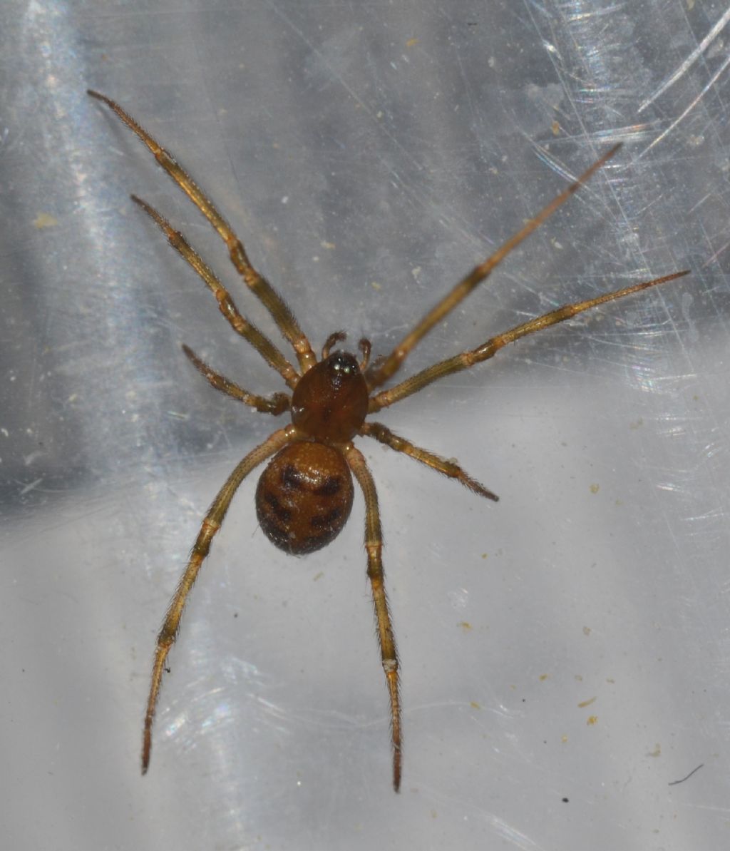 Steatoda triangulosa - Grosseto (GR)